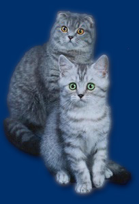 Брисингамен - питомник британских короткошерстных и шотландских вислоухих кошек