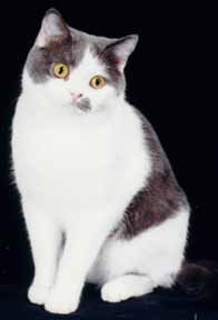 [Blue & White British Shorthair]