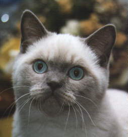 [Lilac Point British Shorthair]