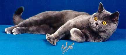 [Blue British Shorthair]